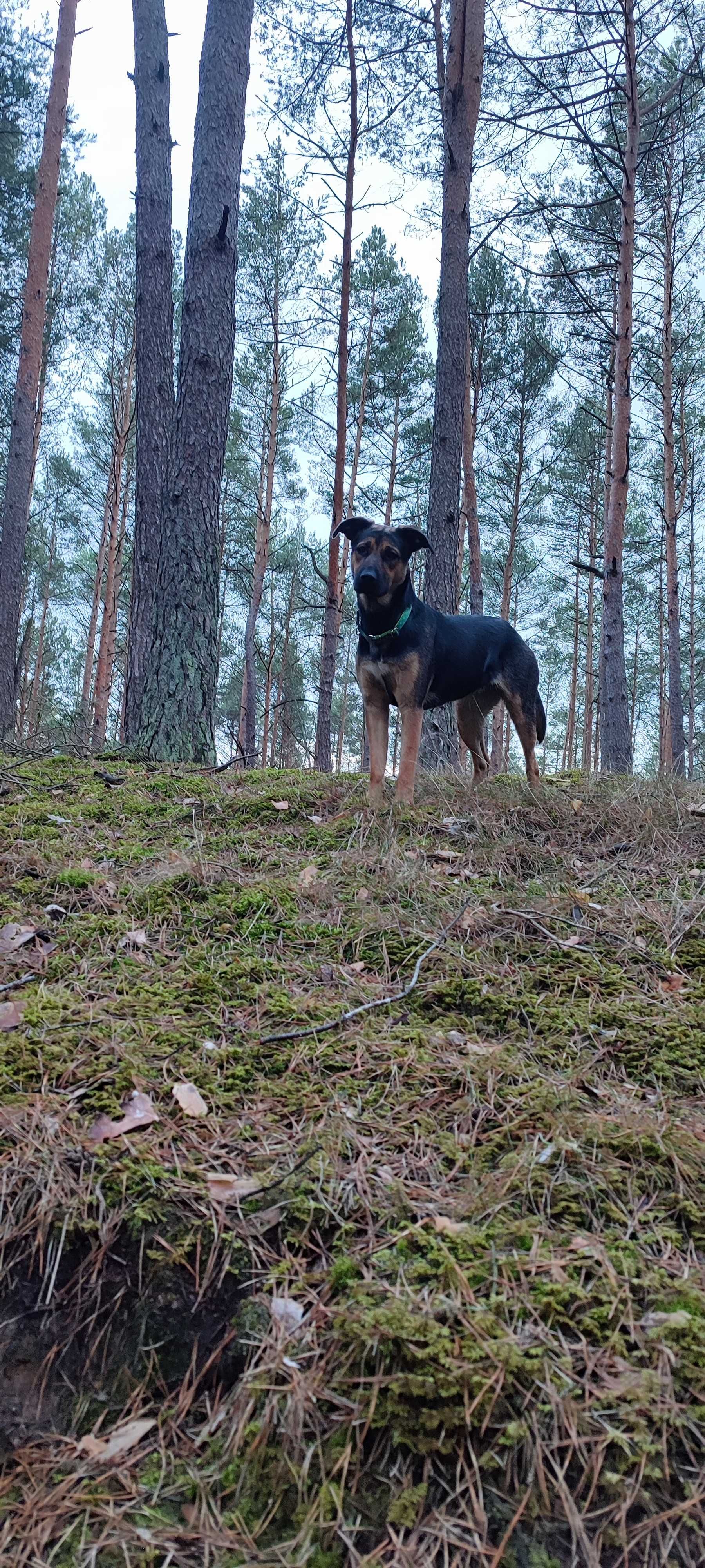 Młodziutka  Malinka
