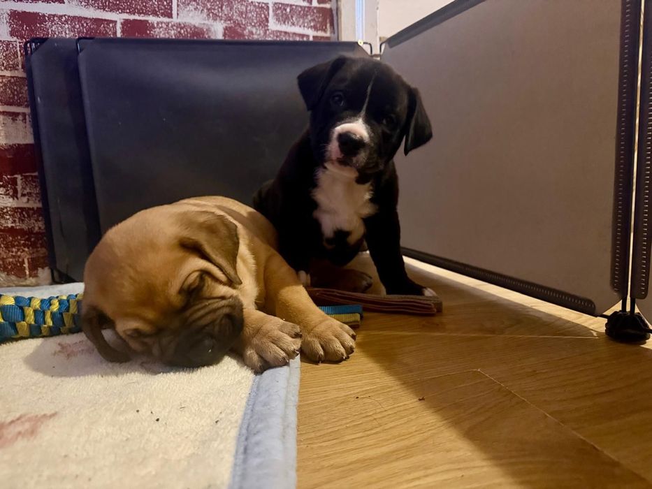 Szczeniaki / Pitbull Terrier - Bernardyn