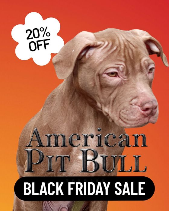 Американський питбуль, Киев, документы