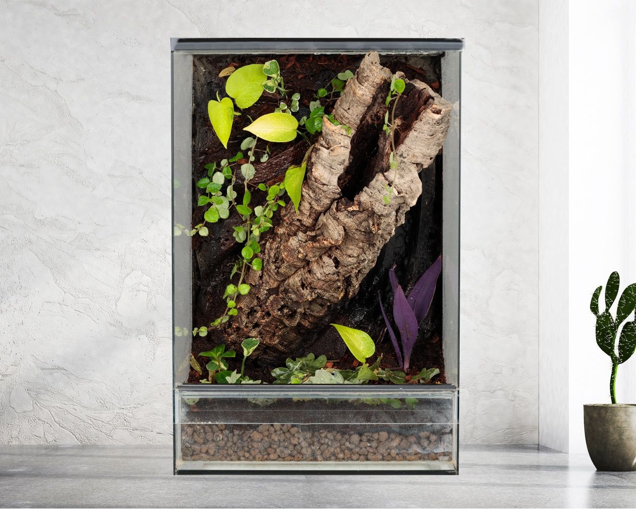 Terrarium paludarium las w szkle