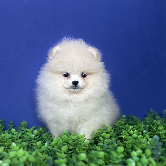 хлопчик шоу классу тип ведмедика