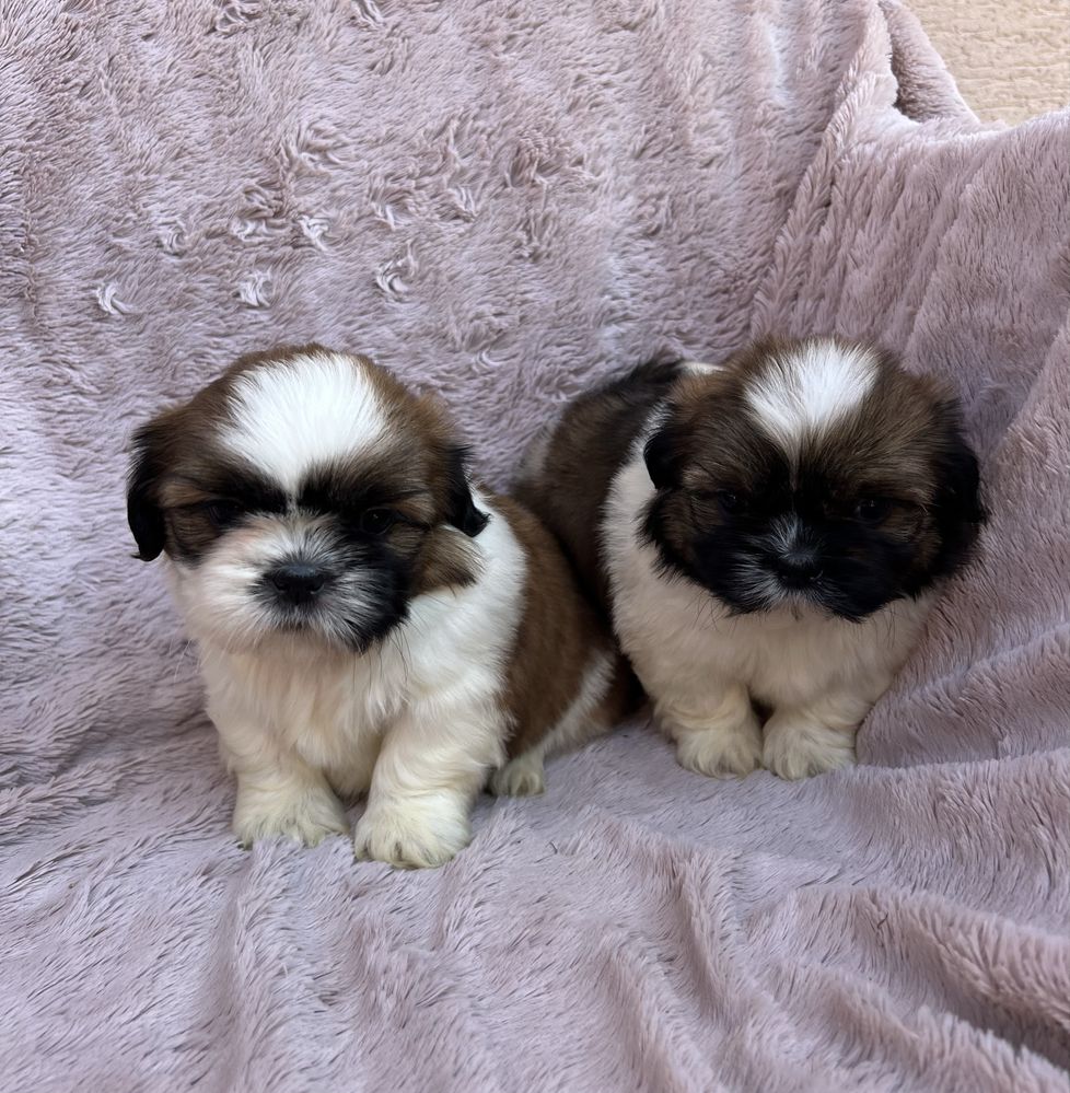 Piesek SHIH TZU Żyrardów