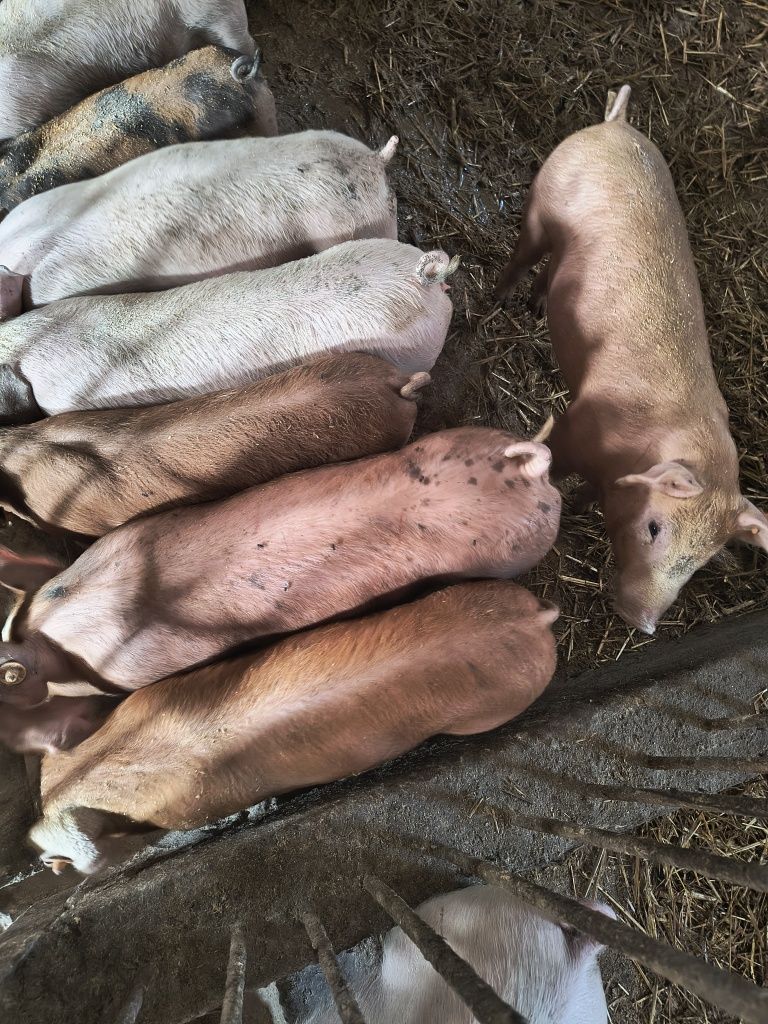 Prosiaki biała strefa 30 sztuk