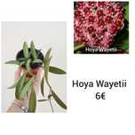 Hoya Wayetii - flor de Cera