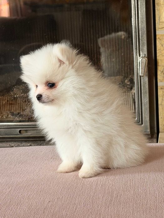 Szpic miniaturowy-pies