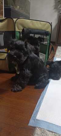 Sznaucer miniaturowy pies czarny