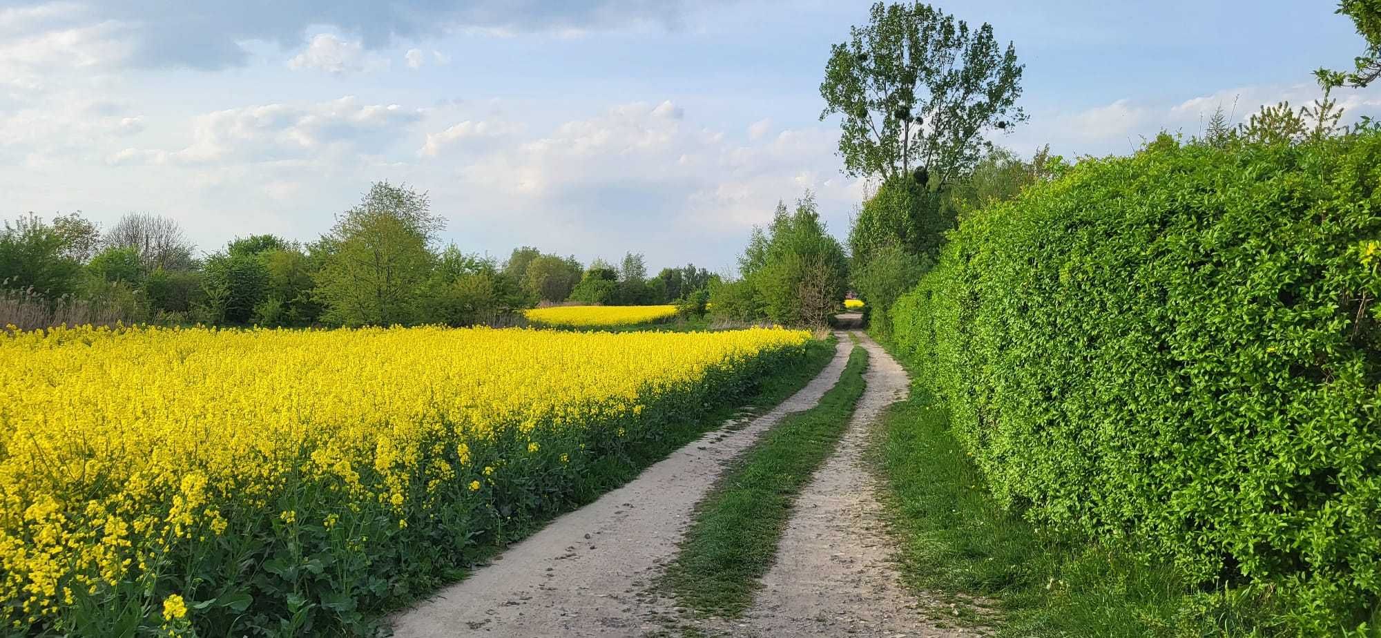 Ogródek działkowy ROD Gliwice Czerwona Róża