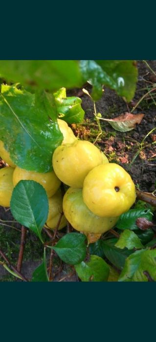 Кампсис, морозник, айва шиповник