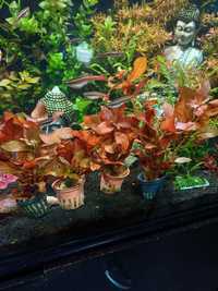 Plantas para aquario