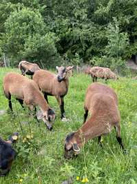 Owce barbados kameruńskie