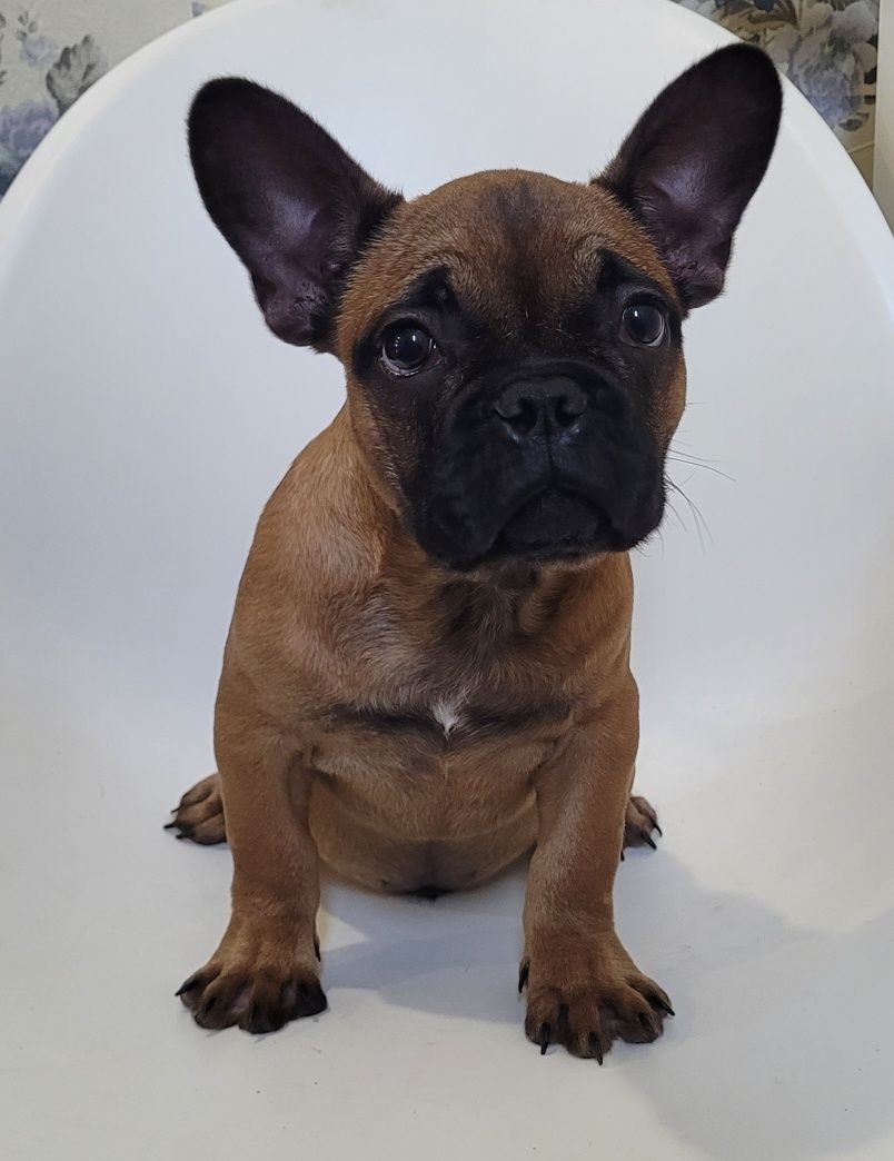 Cachorrinho Bulldog