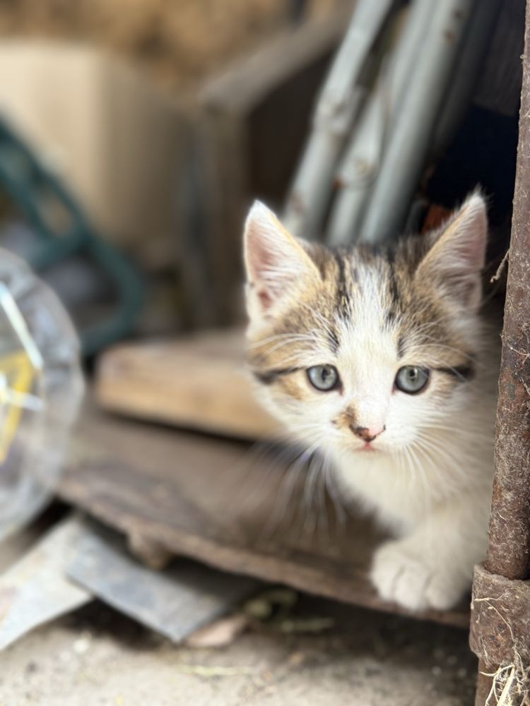 Котик шукає дім
