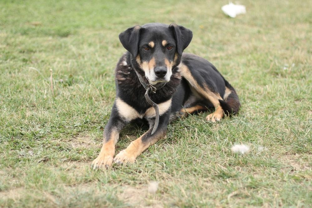 Kusy poleca się do adopcji