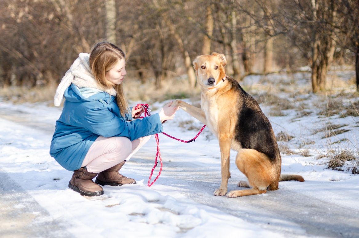 Stella w typie charta szuka domu