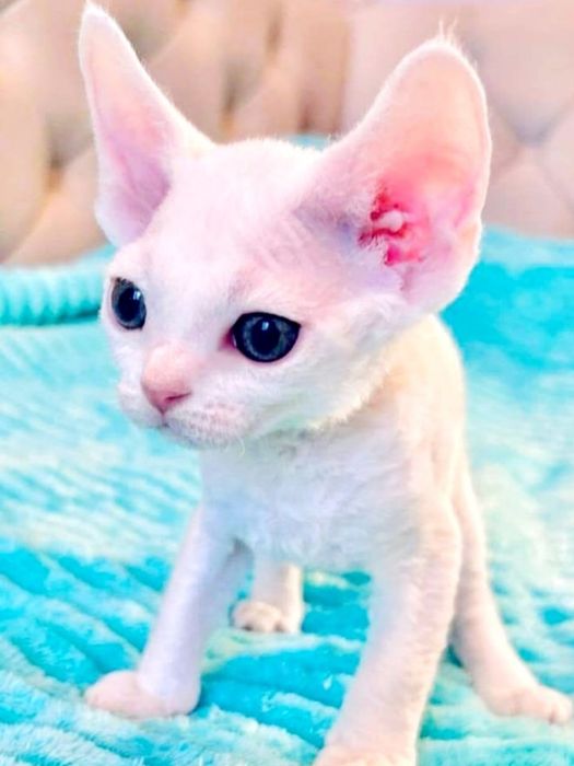 Котик Девон рекс, эльф, кошеня в семью