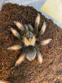 Червоний павук Брахіпельма Емілія, самці та самочки