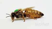 BUCKFAST KB VIVA matki pszczele unasienione