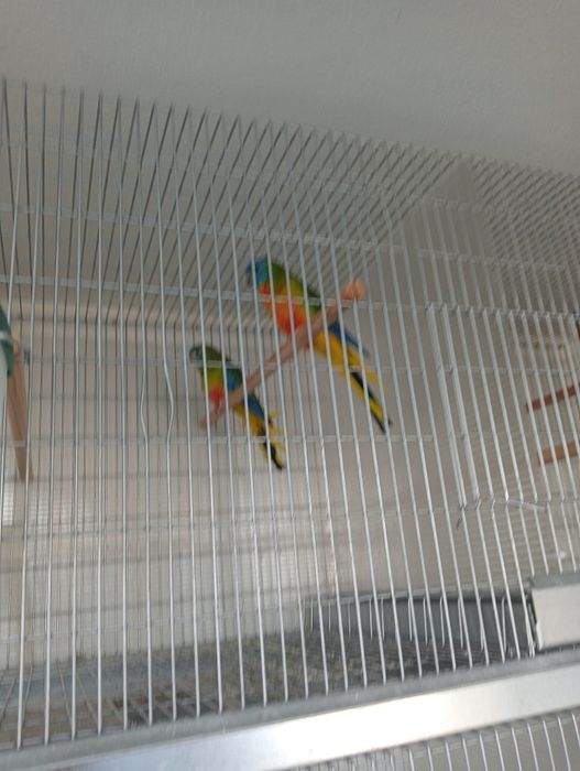 Neo femes casal reprodutor
