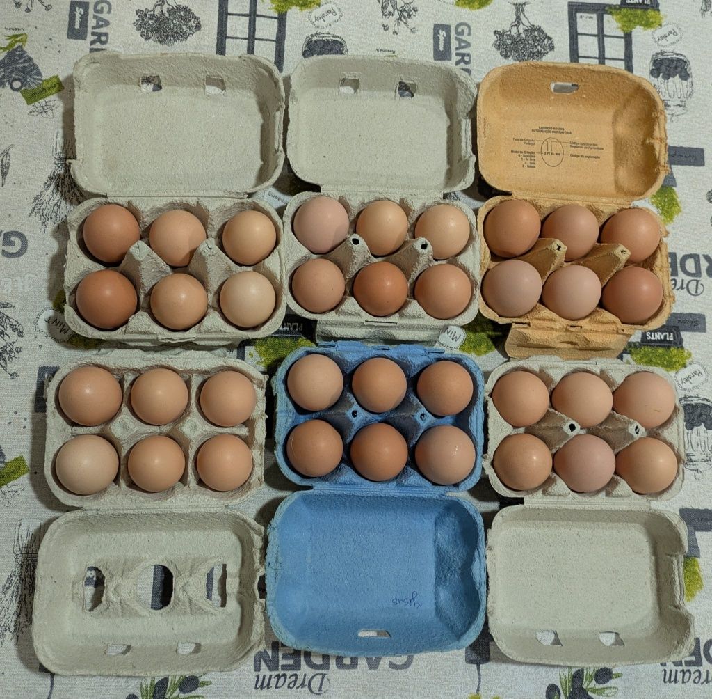 Ovos Caseiros de Galinhas