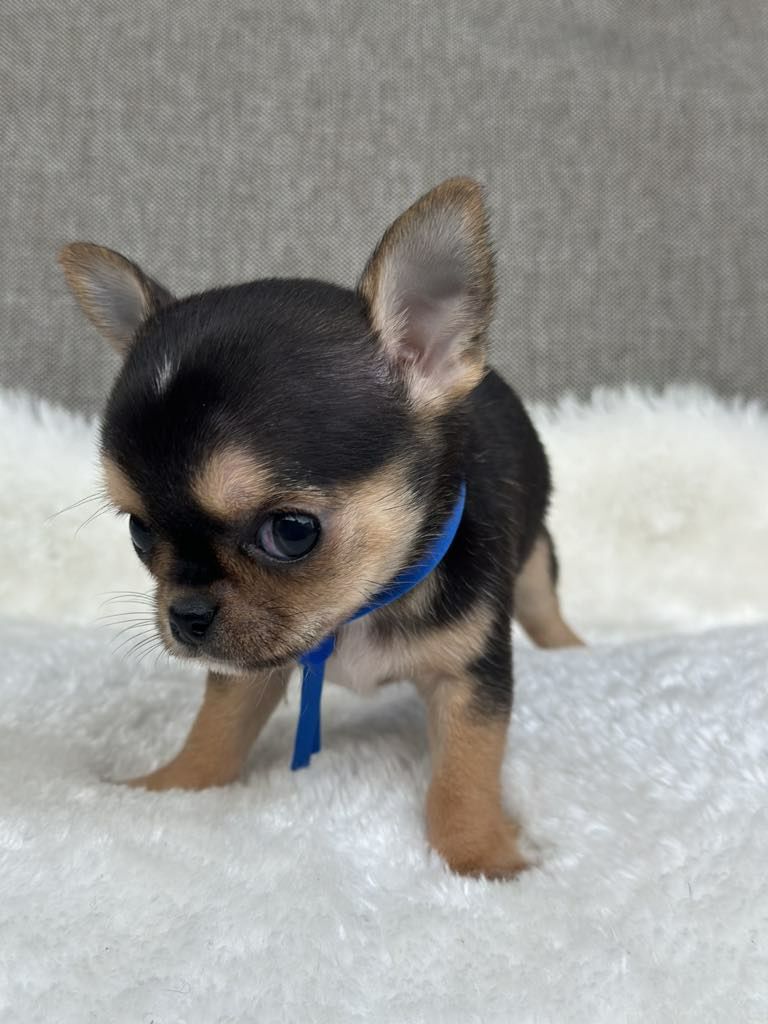 Cudowny chlopiec Chihuahua