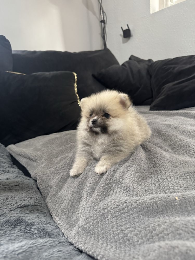 Pomeranian szpic miniaturowy