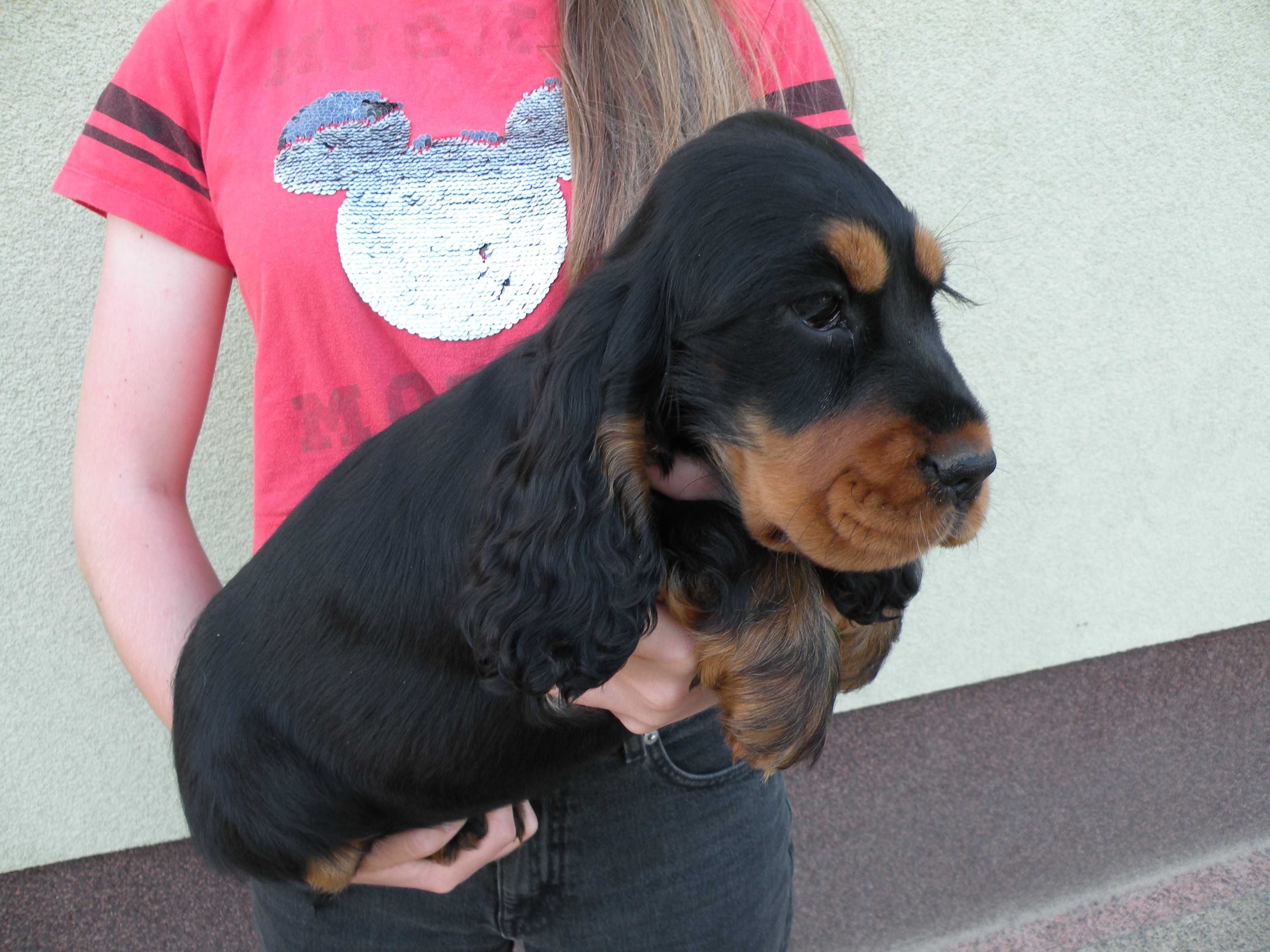 cocker spaniel angielski
