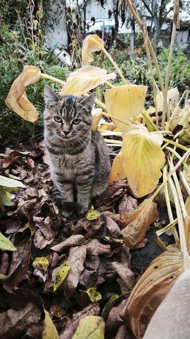 Віддам кошеня в хороші руки