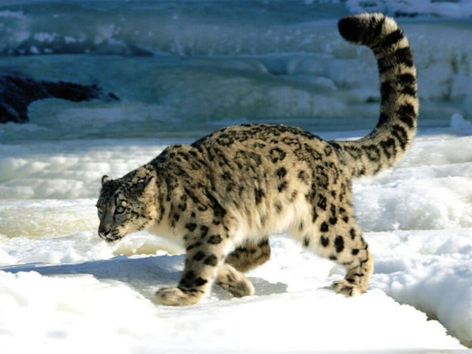 Escultura em Bronze patinado, de Crânio de Leopardo das Neves