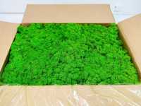 Mech Chrobotek Reniferowy Grass Green 2.5 kg