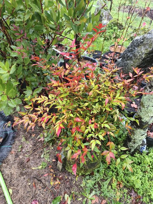 Oliveiras Galegas e outras árvores