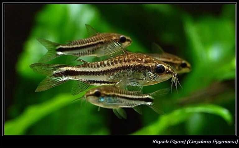 Kirysek Pigmej (Corydoras Pygmaeus) idealny do krewetkarium