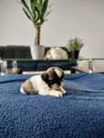 Sprzedam suczkę Shih-tzu tri-color