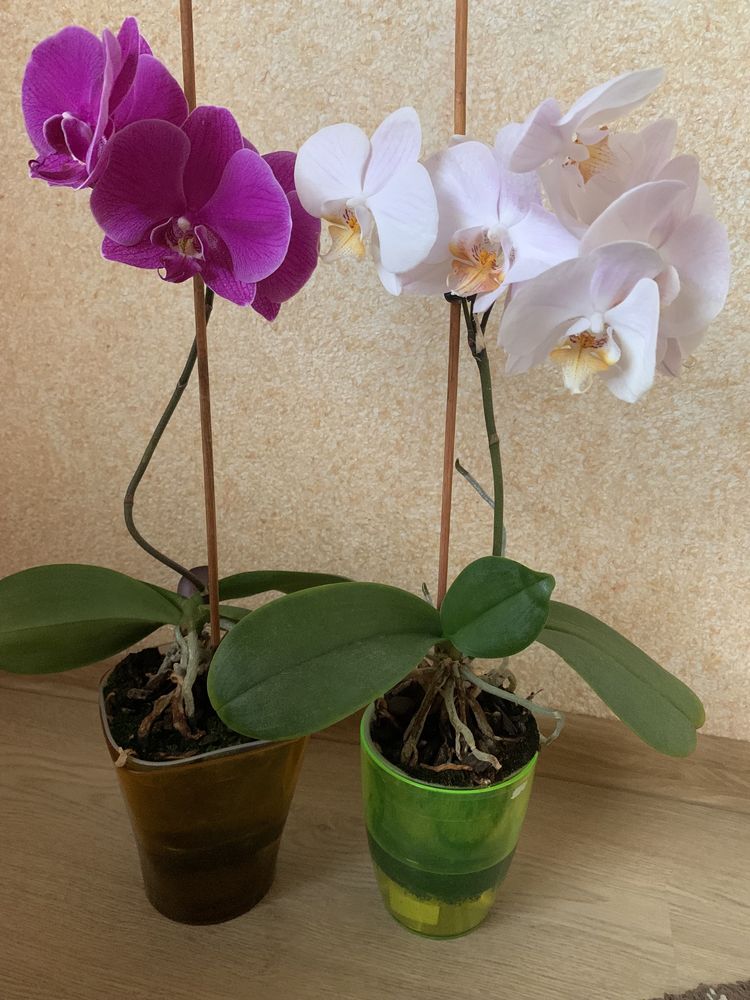 Продам орхідеі, гарно цвітуть, ціна за одну 250грн
