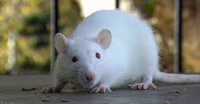 Крыса  альбинос мальчик с клеткой