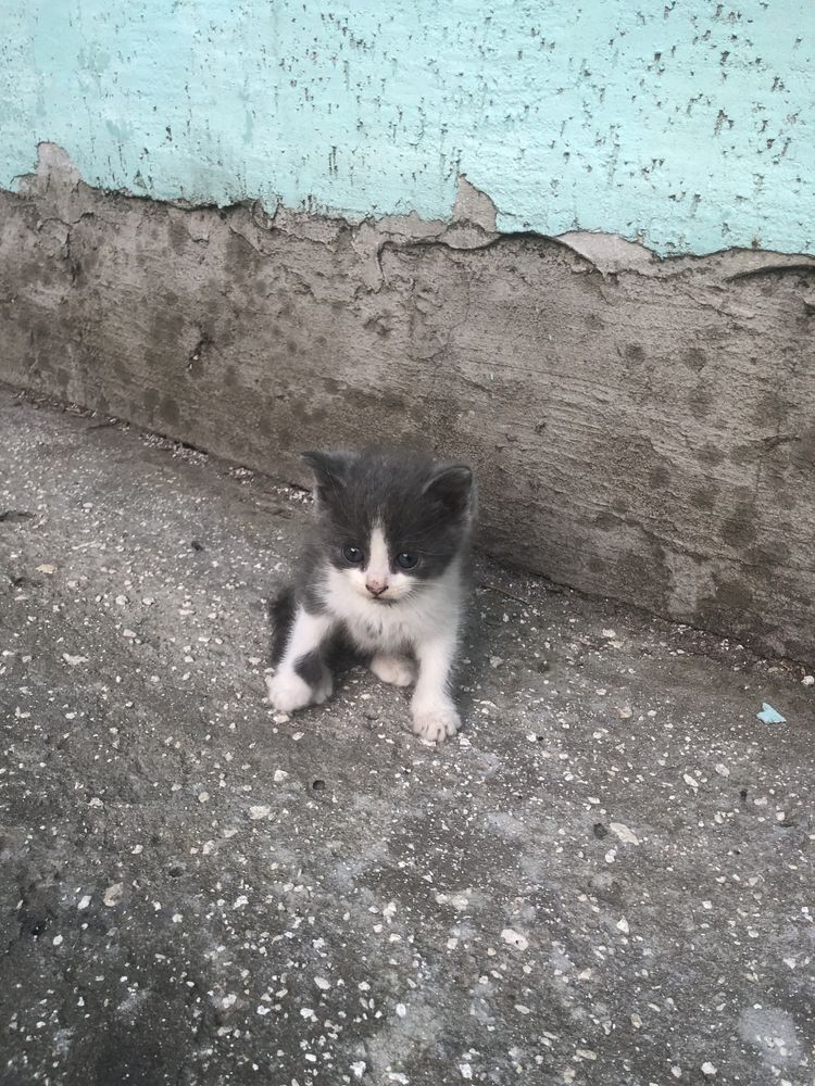 Відам кошенят у добрі руки