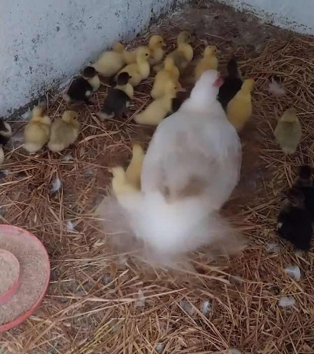 Vendo patos mudos 1.5 euros