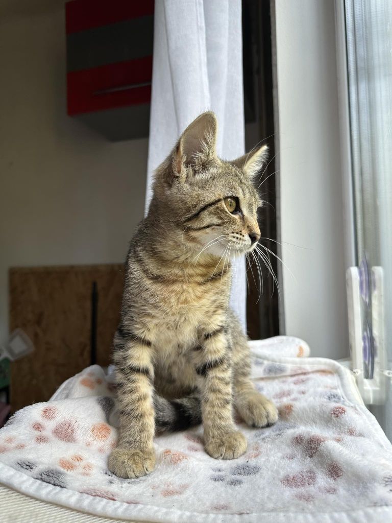 Полосатый котёнок мальчик ищет дом! Котята! Отдам в хорошие руки!