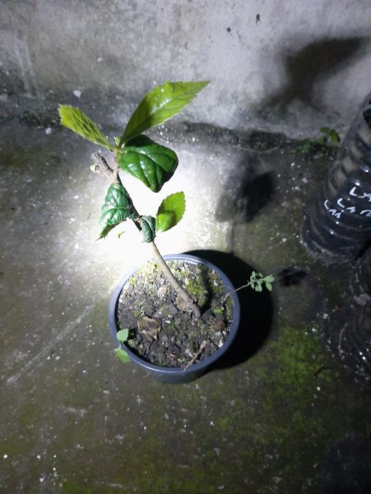 Nespereira nespereira