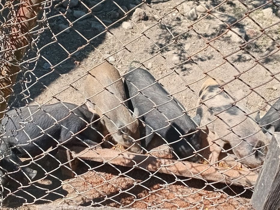 Продаю поросята Венгерська Мангалиця і В'єтнамські. Також може бути на