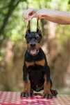 Venom piesek Doberman