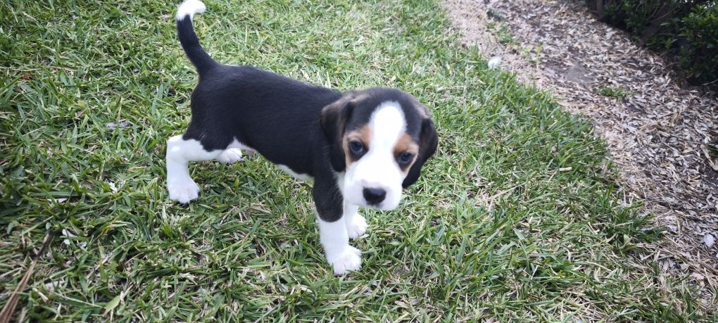beagle criado em ambiente familiar disponível para entrega imediata d