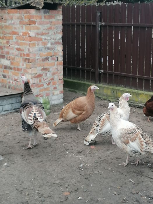 Sprzedam indyki. 3 indyczki 1 indor