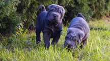 Blue samiec blekitny Shar Pei z rodowodem. Rodzice importy FCI