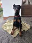 szczeniak doberman mają 3 miesiace