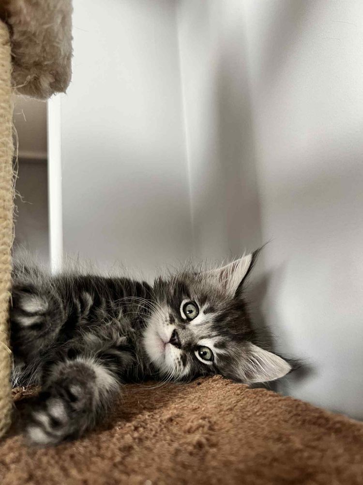 Kotki maine coon