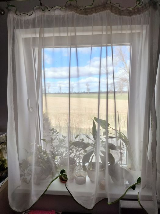 Firany białe z zieloną różą 140x120