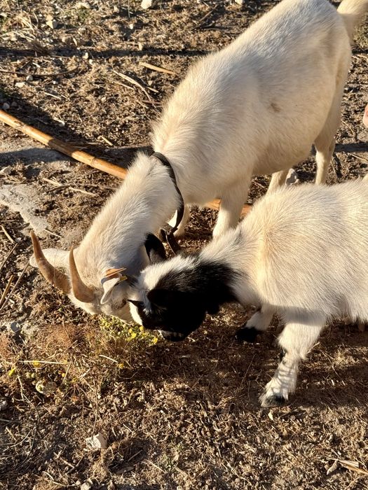 Vendo lote de 4 Cabras anãs