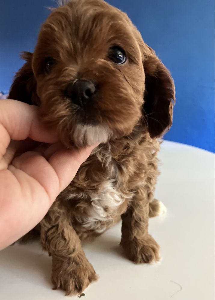 Cavapoo  suczka Sliczna
