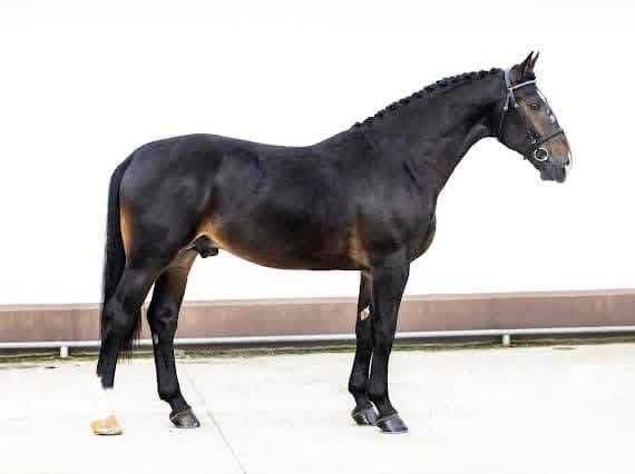 Ogier śląski z licencją na sprzedaż