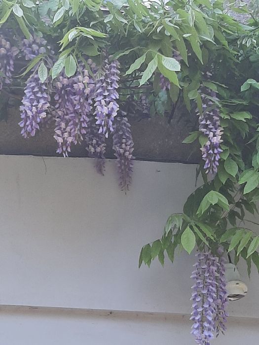 Растения садовые. Глициния. Каприфоль. Брунелла.